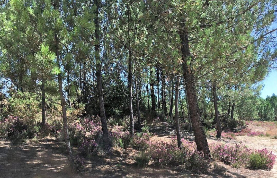 Отель Au P'Tit Creux Des Landes Ychoux Экстерьер фото